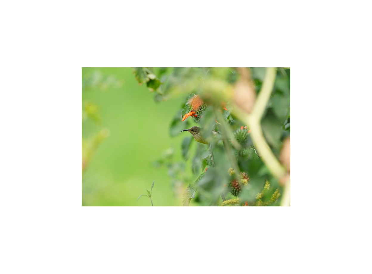 Sony A9 III + Tamron 70-180mm f/2.8 (Chính hãng) (Pin + Thẻ Nhớ 64GB + Dây Đeo + Bộ Vệ Sinh)