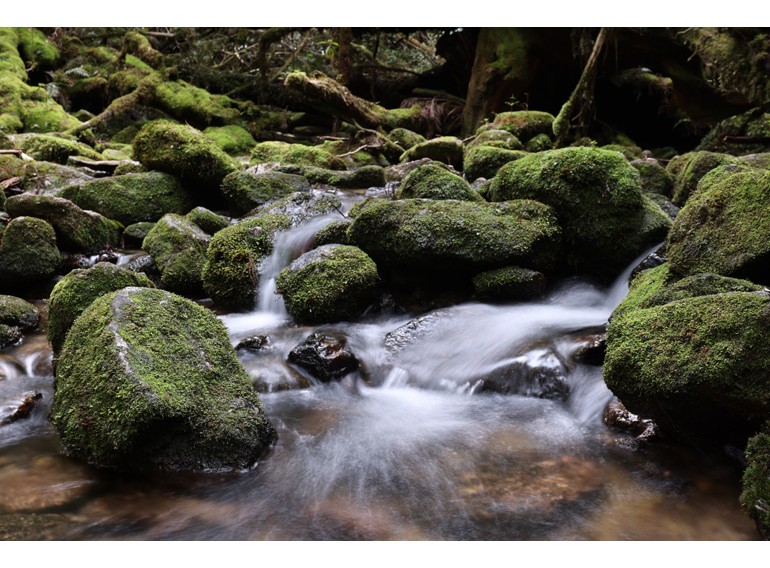 Canon RF 14-35mm f/4L IS USM (Chính hãng)