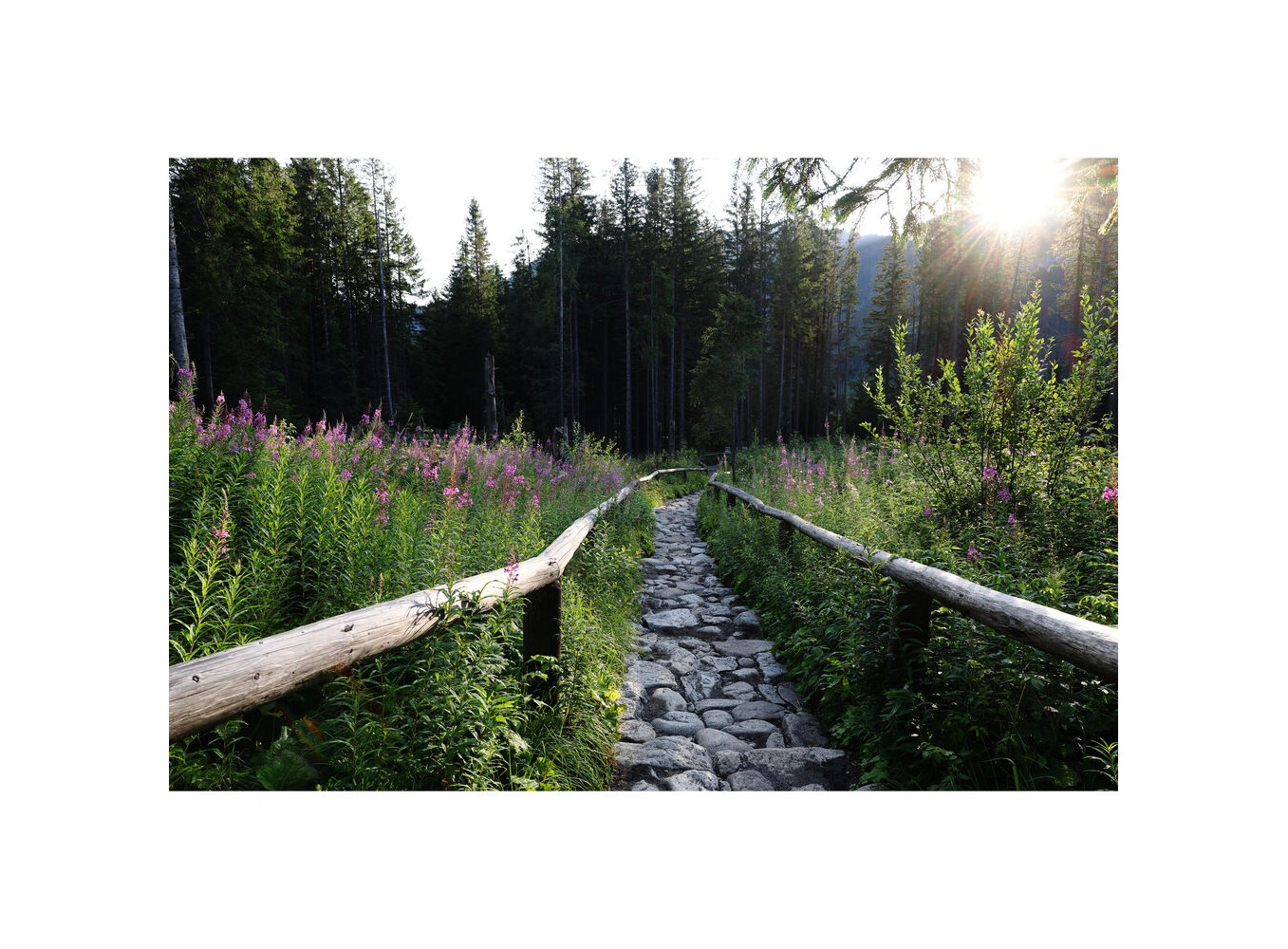 Canon RF 50mm f/1.4L VCM (Chính hãng)