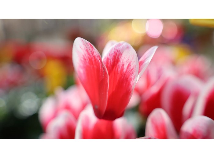 Canon RF 24-105mm f/4-7.1 IS STM - Likenew 99%