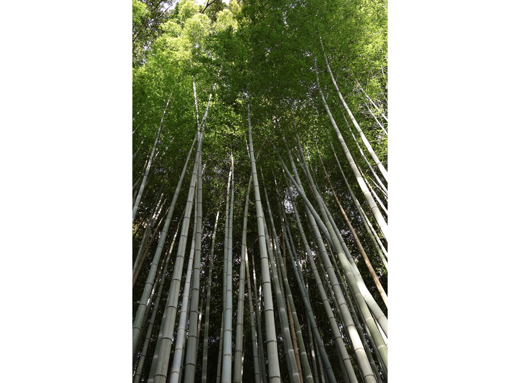 Canon RF-S 18-150mm f/3.5-6.3 IS STM (Chính hãng)