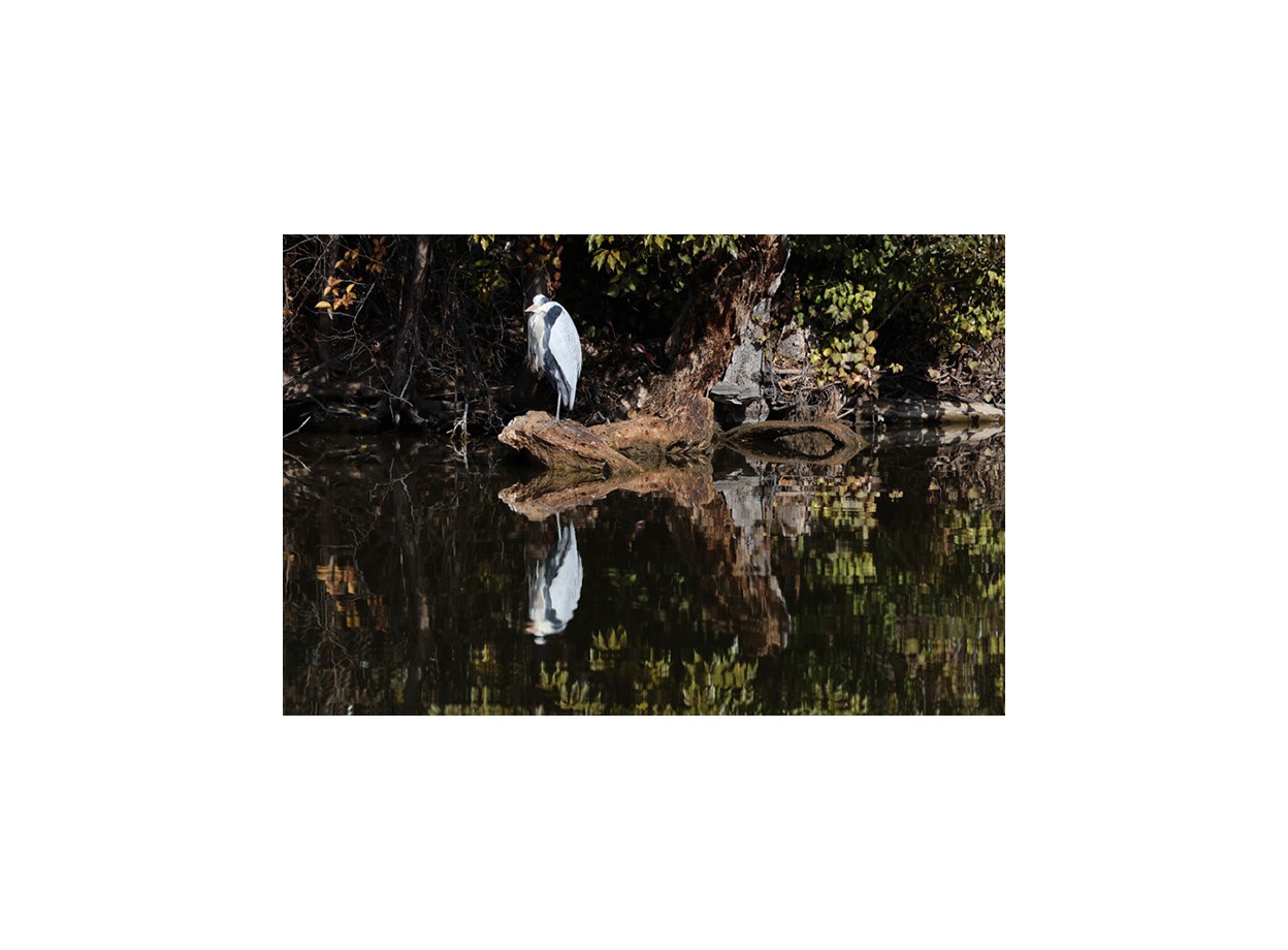 Canon EOS R10 + Kèm Kit Lens 18-150mm (Chính hãng)