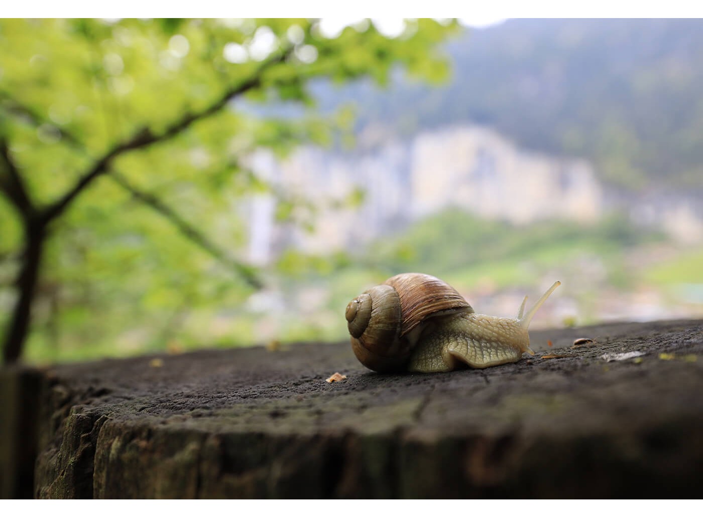 Canon RF 15-35mm f/2.8L IS USM – Ống kính Chính hãng