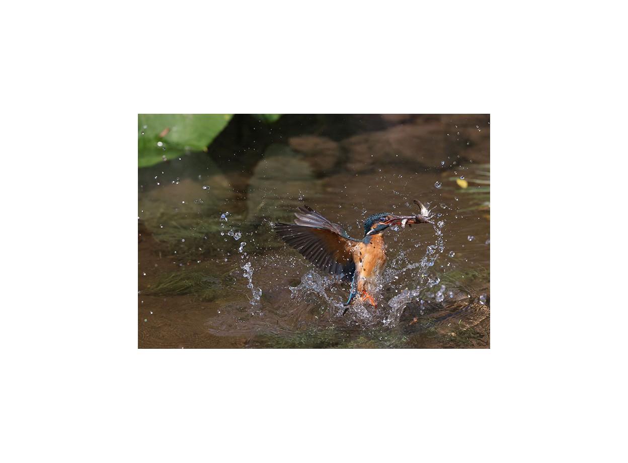 Canon EOS R3 + RF 50mm f/1.8 STM (Chính hãng)