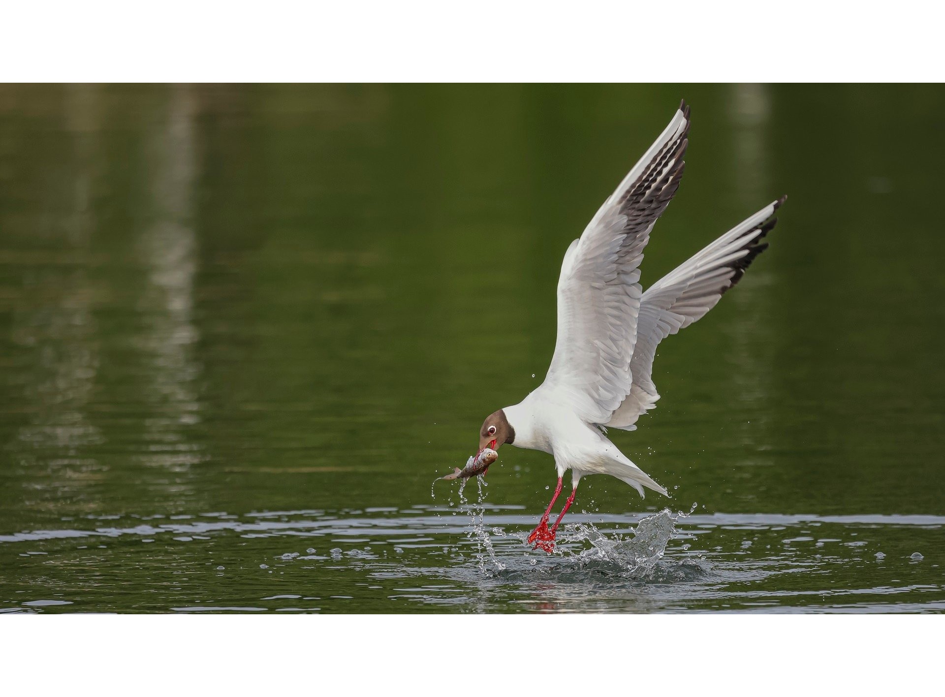 Canon RF 100-500mm f/4.5-7.1L IS USM (Chính hãng)