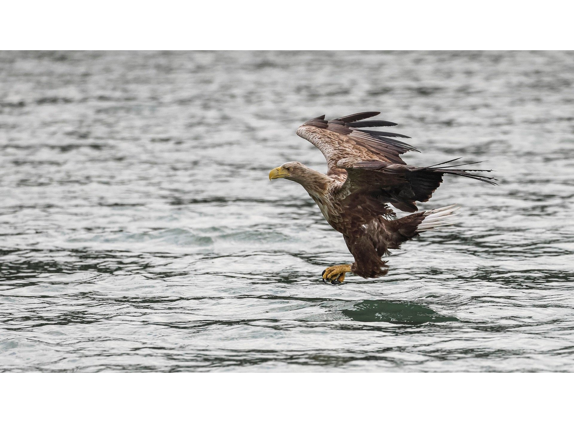 Canon RF 100-500mm f/4.5-7.1L IS USM (Chính hãng)