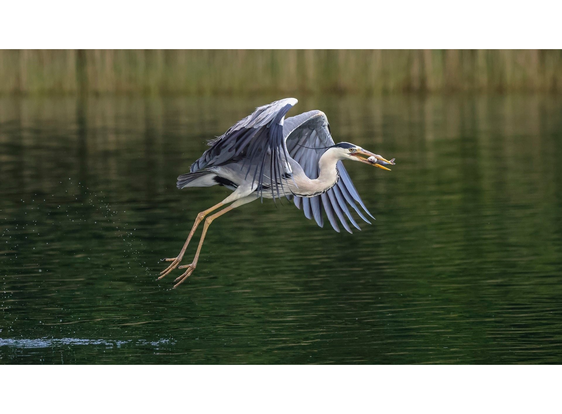 Canon RF 100-500mm f/4.5-7.1L IS USM (Chính hãng)