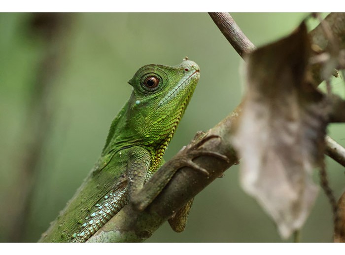 Canon EOS R5 Mark II + Kit Lens RF 24-50mm f/4.5-6.3 STM (Chính hãng)