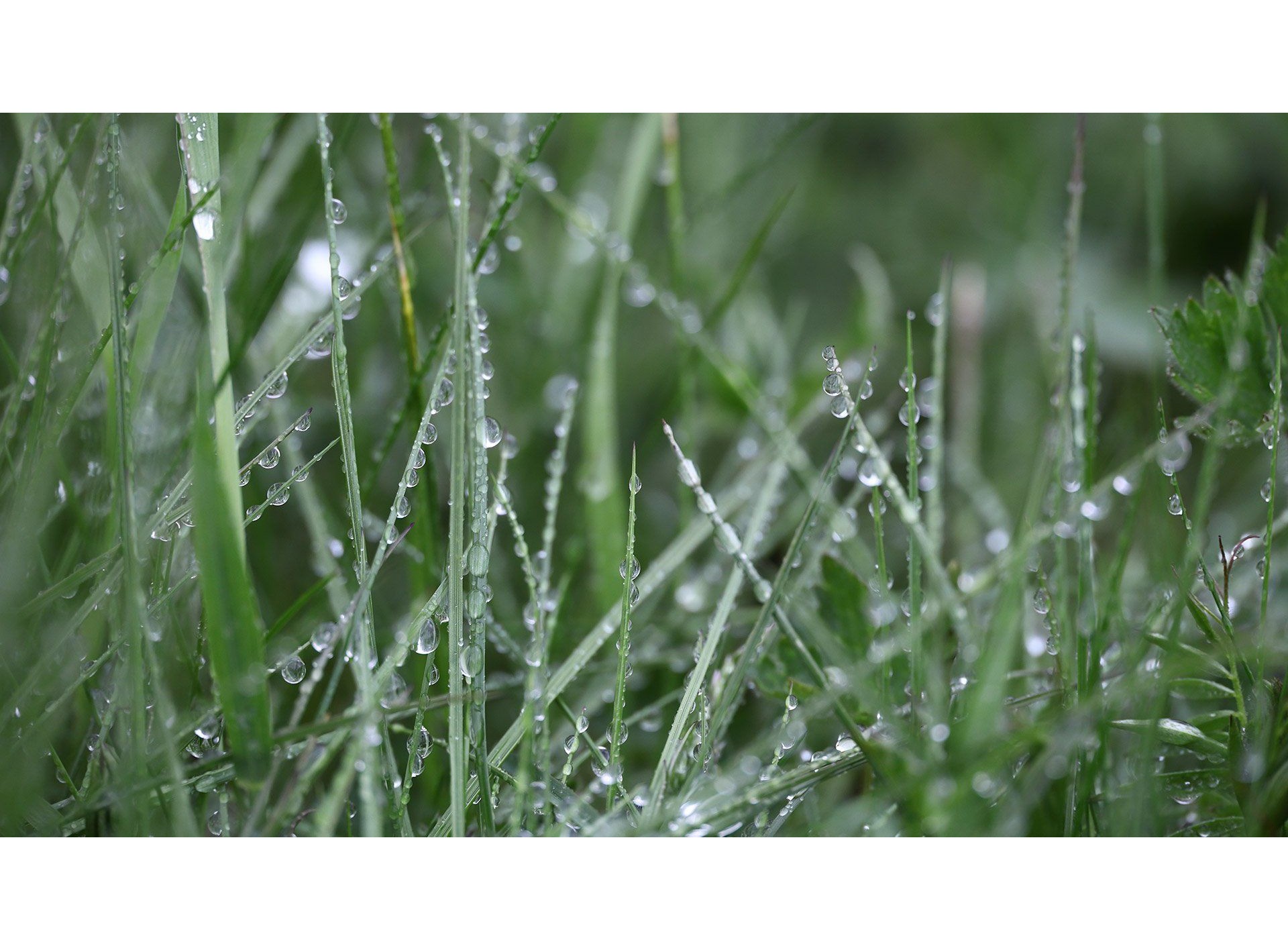 Canon RF 24-240mm f/4-6.3 IS USM (Chính hãng)