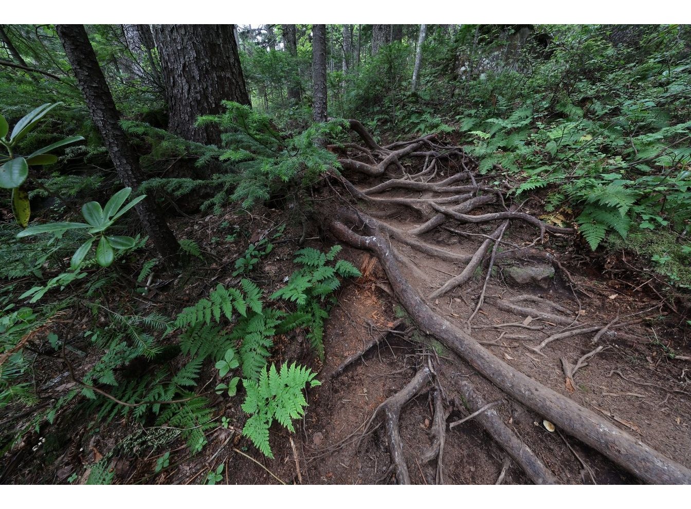 Canon RF 10-20mm f/4 L IS STM (Chính hãng)