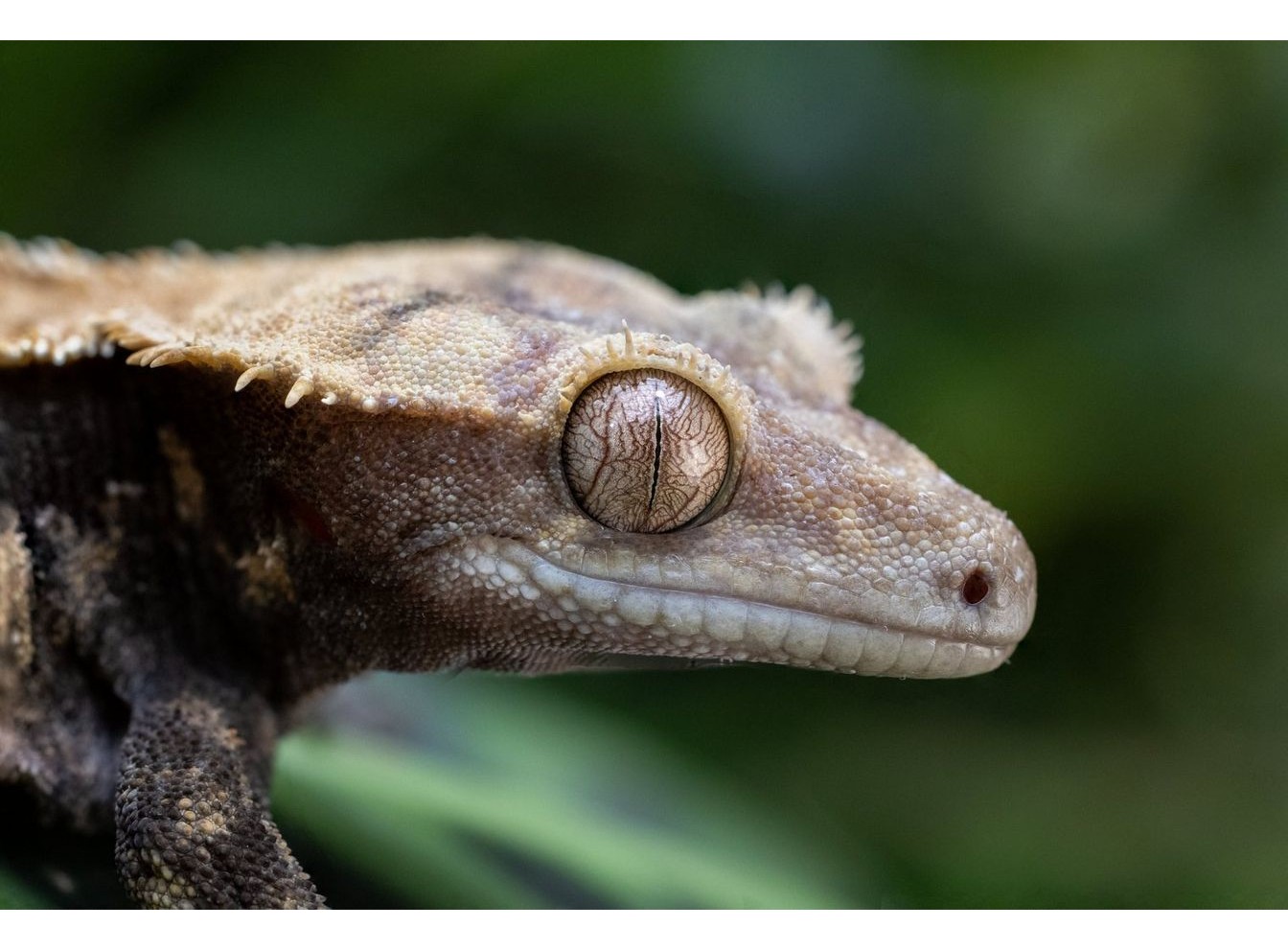 Canon RF 100mm f/2.8L Macro IS USM (Chính hãng)