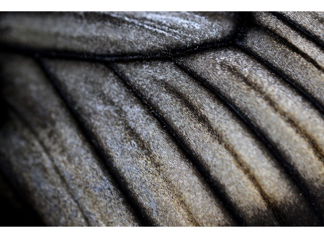 Canon RF 100mm f/2.8L Macro IS USM (Chính hãng)