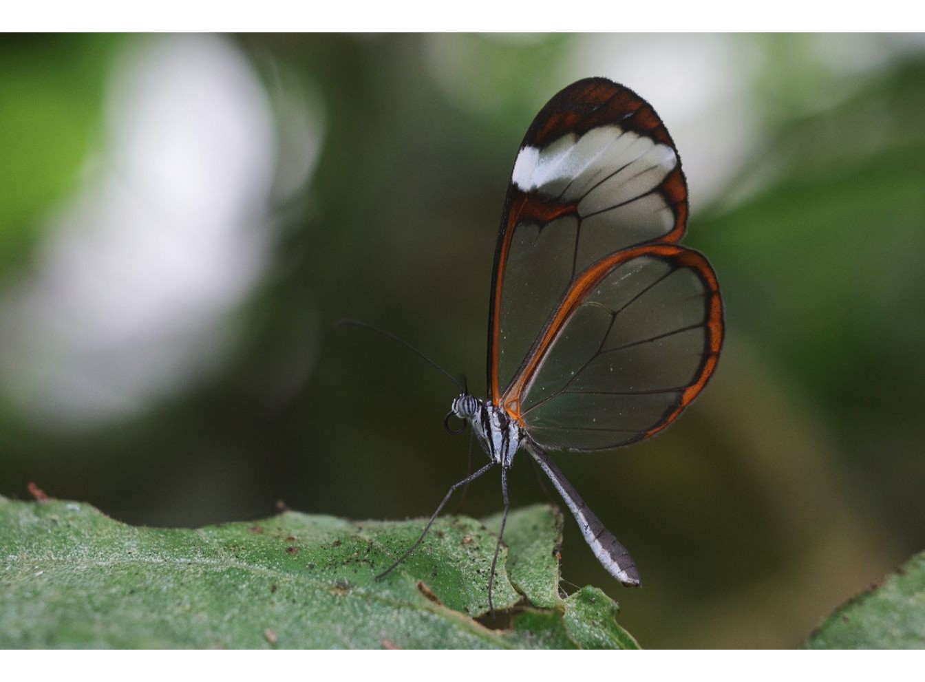 Canon RF 100mm f/2.8L Macro IS USM (Chính hãng)