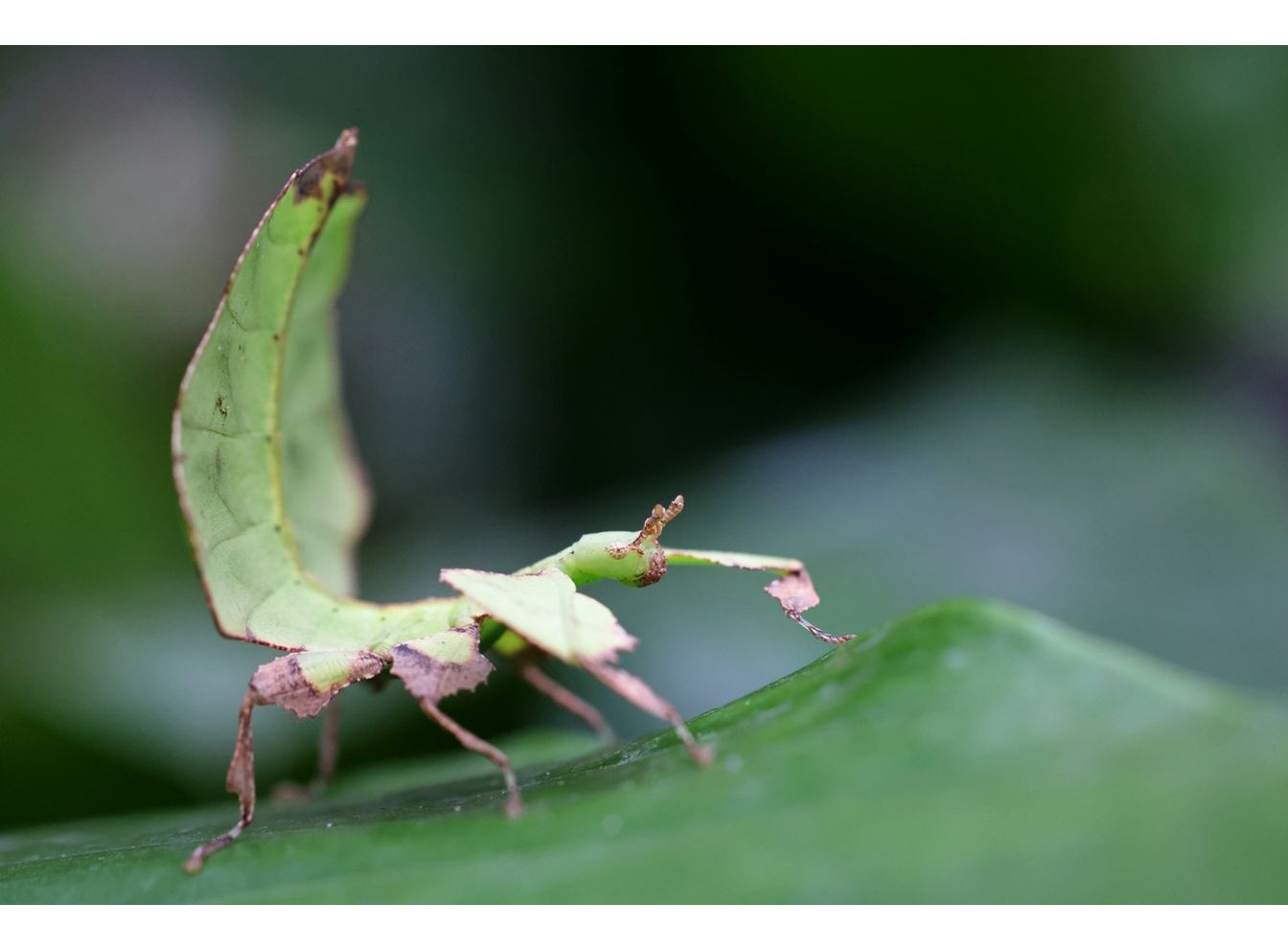 Canon RF 100mm f/2.8L Macro IS USM (Chính hãng)