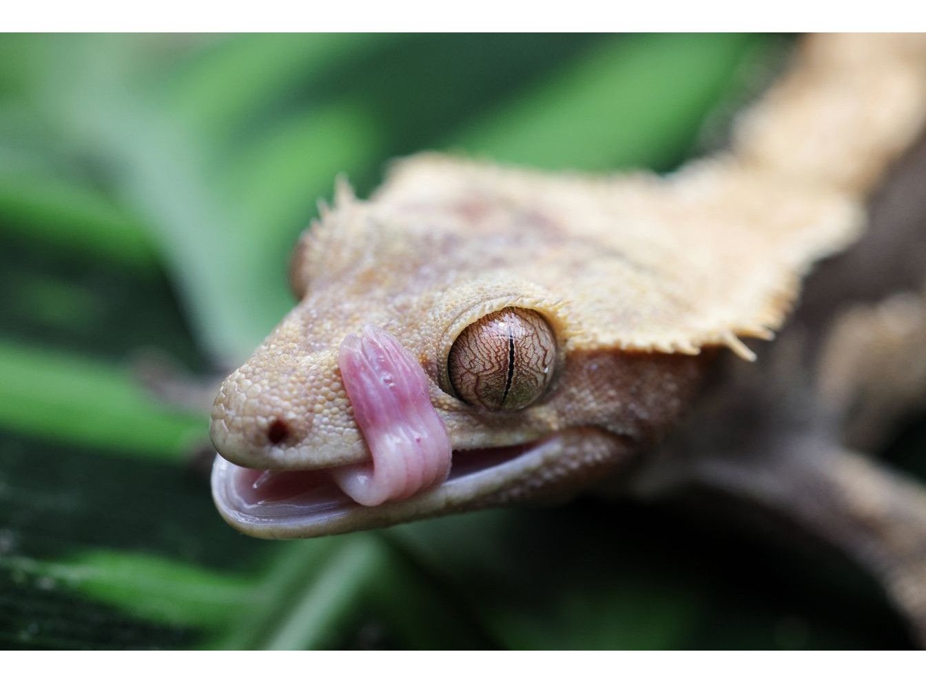 Canon RF 100mm f/2.8L Macro IS USM (Chính hãng)