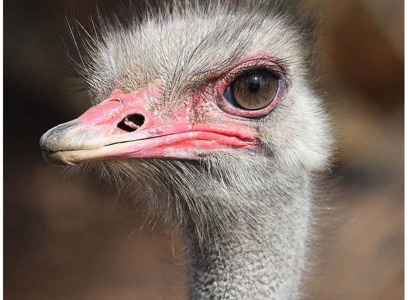 Canon RF 600mm f/11 IS STM (Chính hãng)