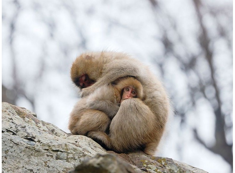 Canon RF 600mm f/11 IS STM (Chính hãng)