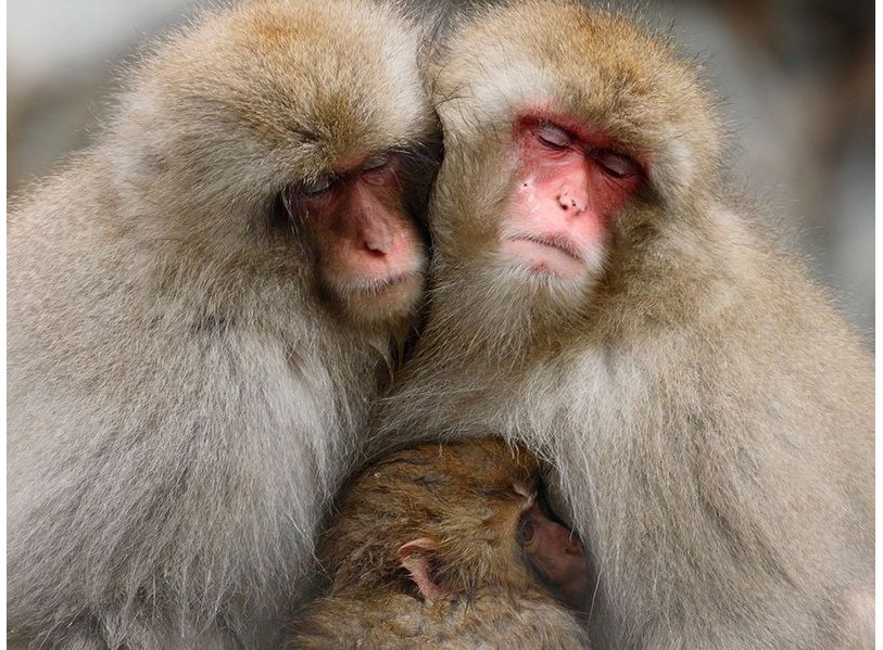 Canon RF 600mm f/11 IS STM (Chính hãng)