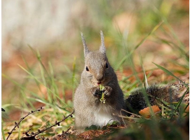 Canon RF 600mm f/11 IS STM (Chính hãng)