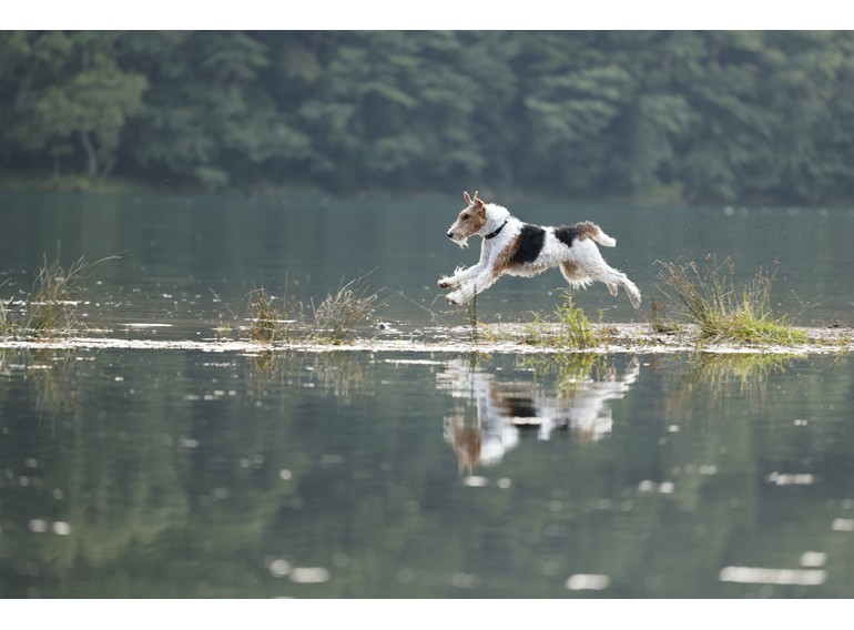 Canon RF 70-200mm f/4 L IS USM (Chính hãng)