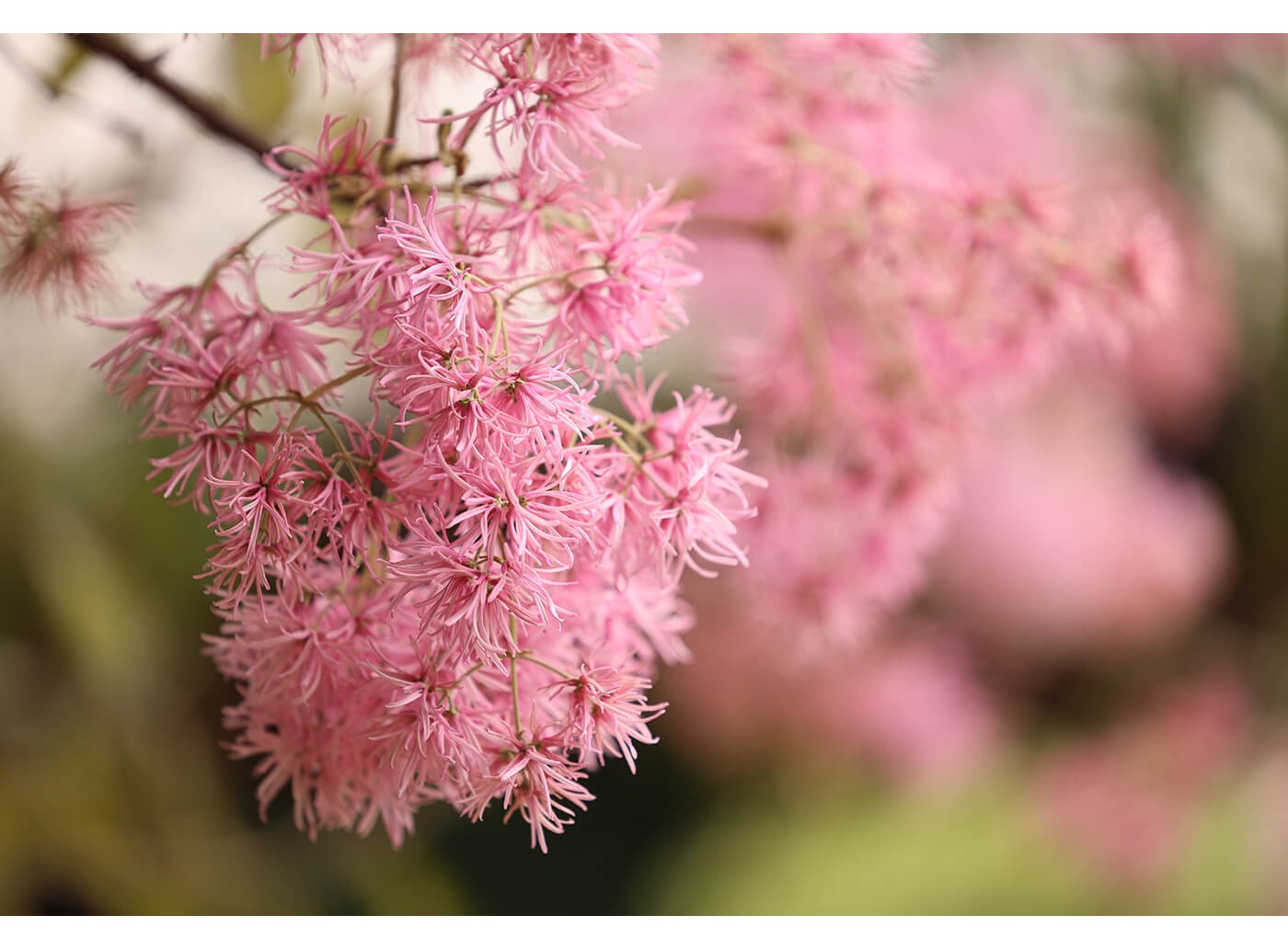 Canon RF 70-200mm f/2.8L IS USM – Chính hãng