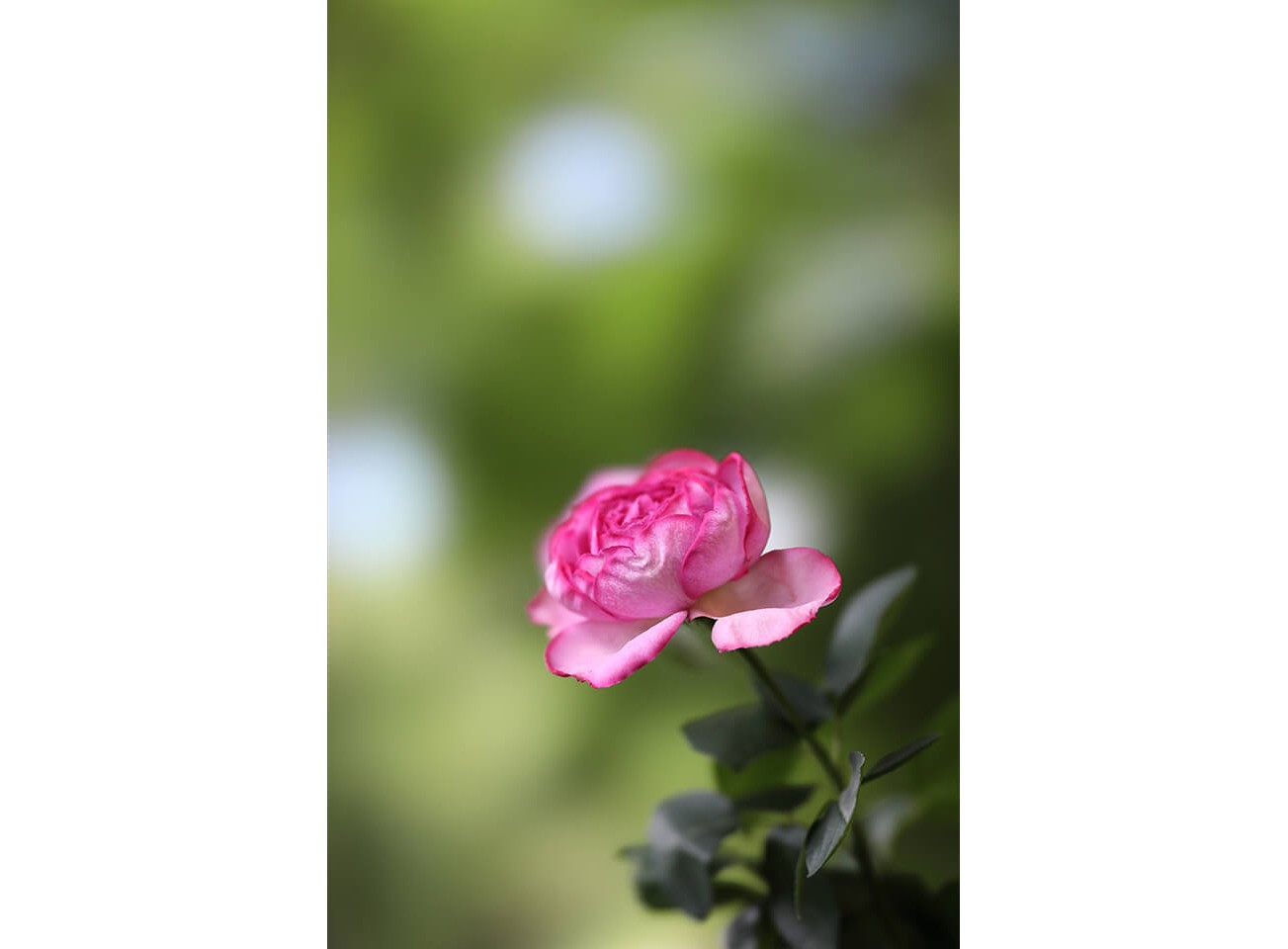 Canon RF 85mm f/1.2L USM DS (Chính hãng)