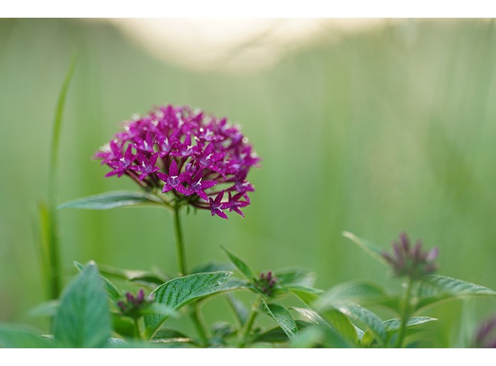 Sony FE 70-200mm f/2.8 GM OSS II (Chính hãng)