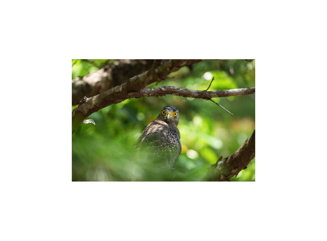 Sony A1 + Sony FE 50mm f/1.8 (Chính hãng) (Không Kèm Quà)