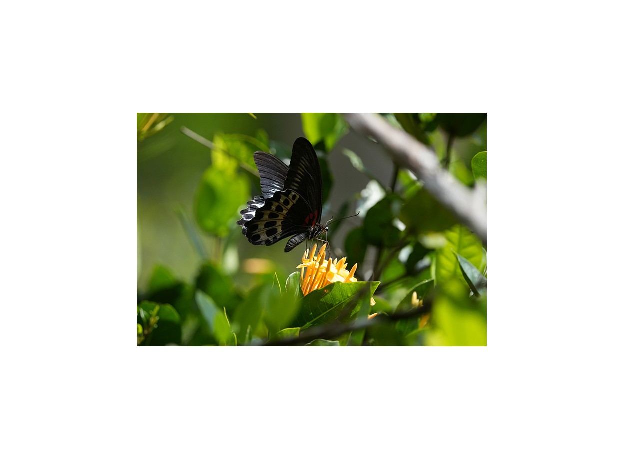 Sony A6700 + Kèm Lens Sony E 18-105mm f/4 (Chính hãng) (Thẻ Nhớ 64GB + Bộ Vệ Sinh)