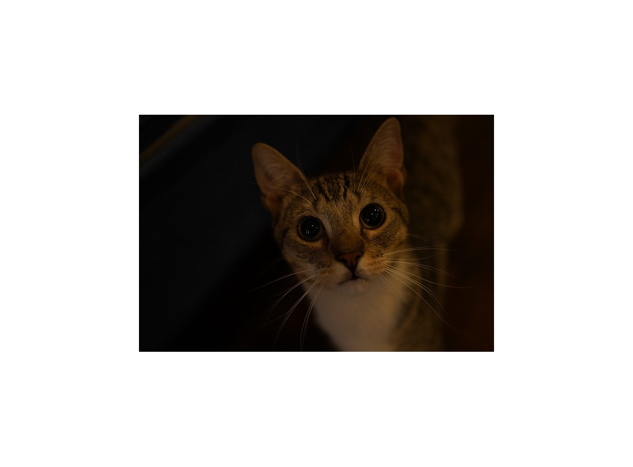 Sony Alpha a7 III + Kèm Lens Tamron 28-75mm f/2.8 G2 (Chính hãng)