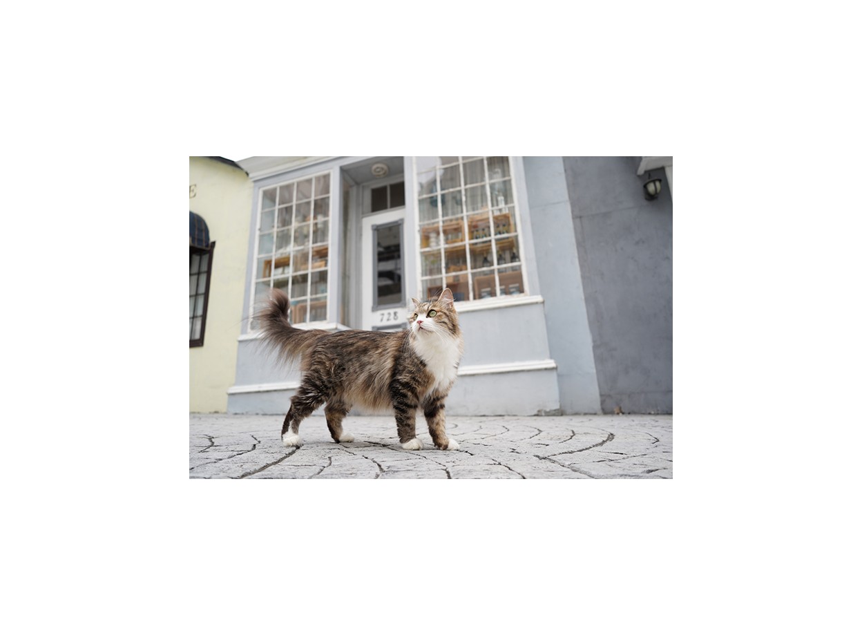 Sony A7C + FE 35mm f/1.8 (Chính hãng) (Thẻ Nhớ 64GB + Túi Máy Ảnh + Bộ Vệ Sinh)