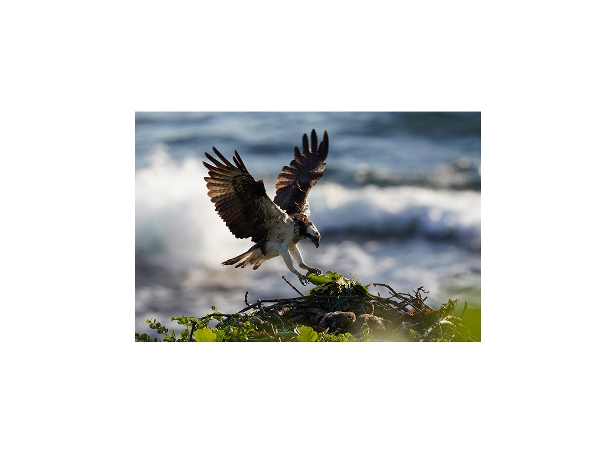 Sony A7R IVA + Tamron 70-180mm f/2.8 (Chính hãng)