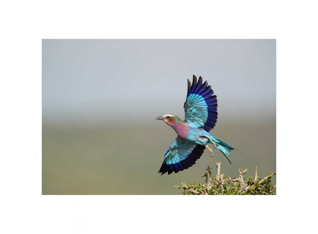 Sony A9 III + Sony FE 24-70mm f/2.8 GM II (Chính hãng) (Pin + Thẻ Nhớ 64GB + Dây Đeo + Bộ Vệ Sinh)