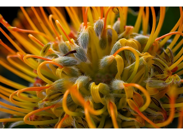 Fujifilm X-T50+ Ống kính XF 16-50 mm f/2.8–4.8 (Chính hãng)