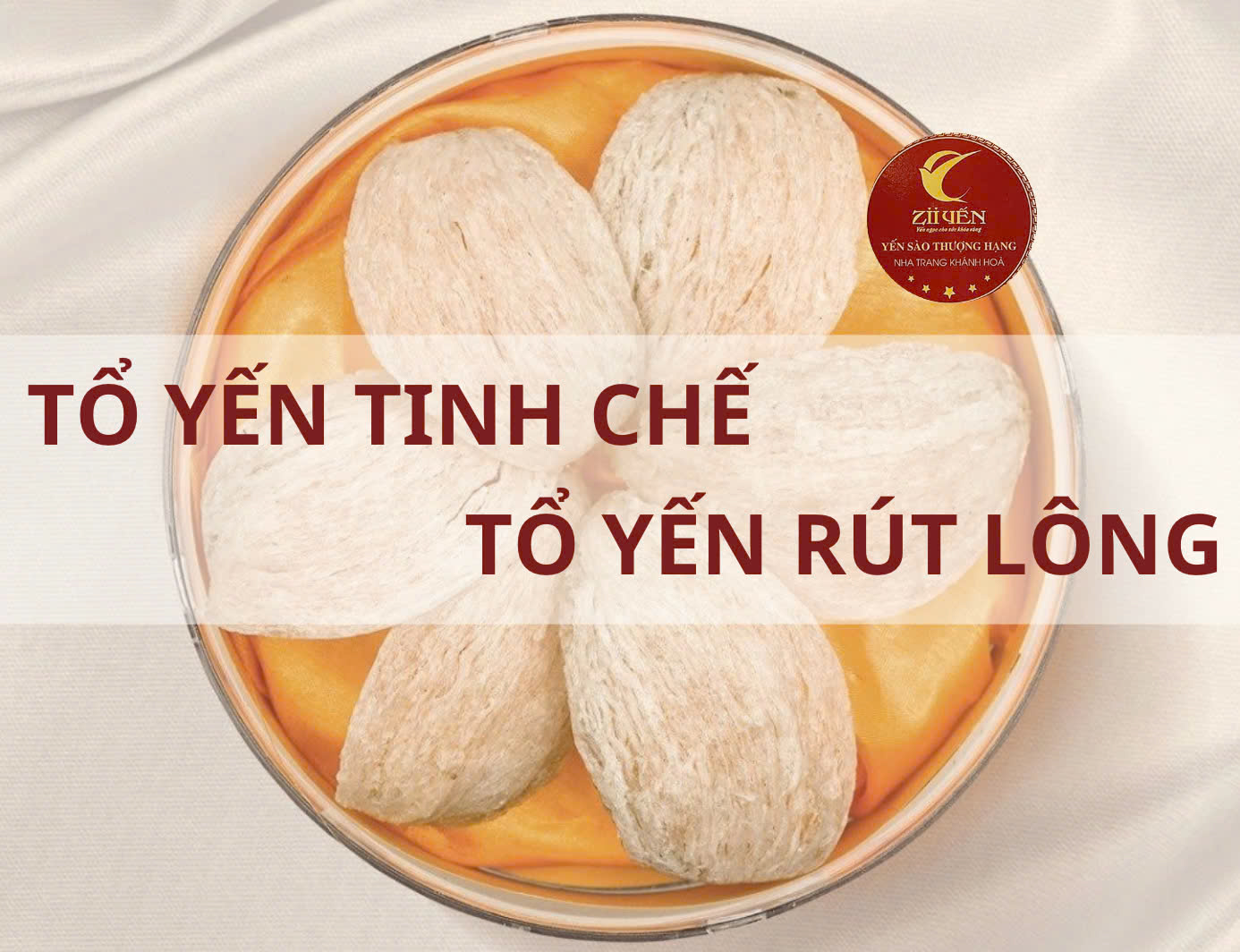 Tổ Yến Tinh Chế và Tổ Yến Rút Lông: Giống và khác nhau như nào? Tổ yến nào tốt hơn?