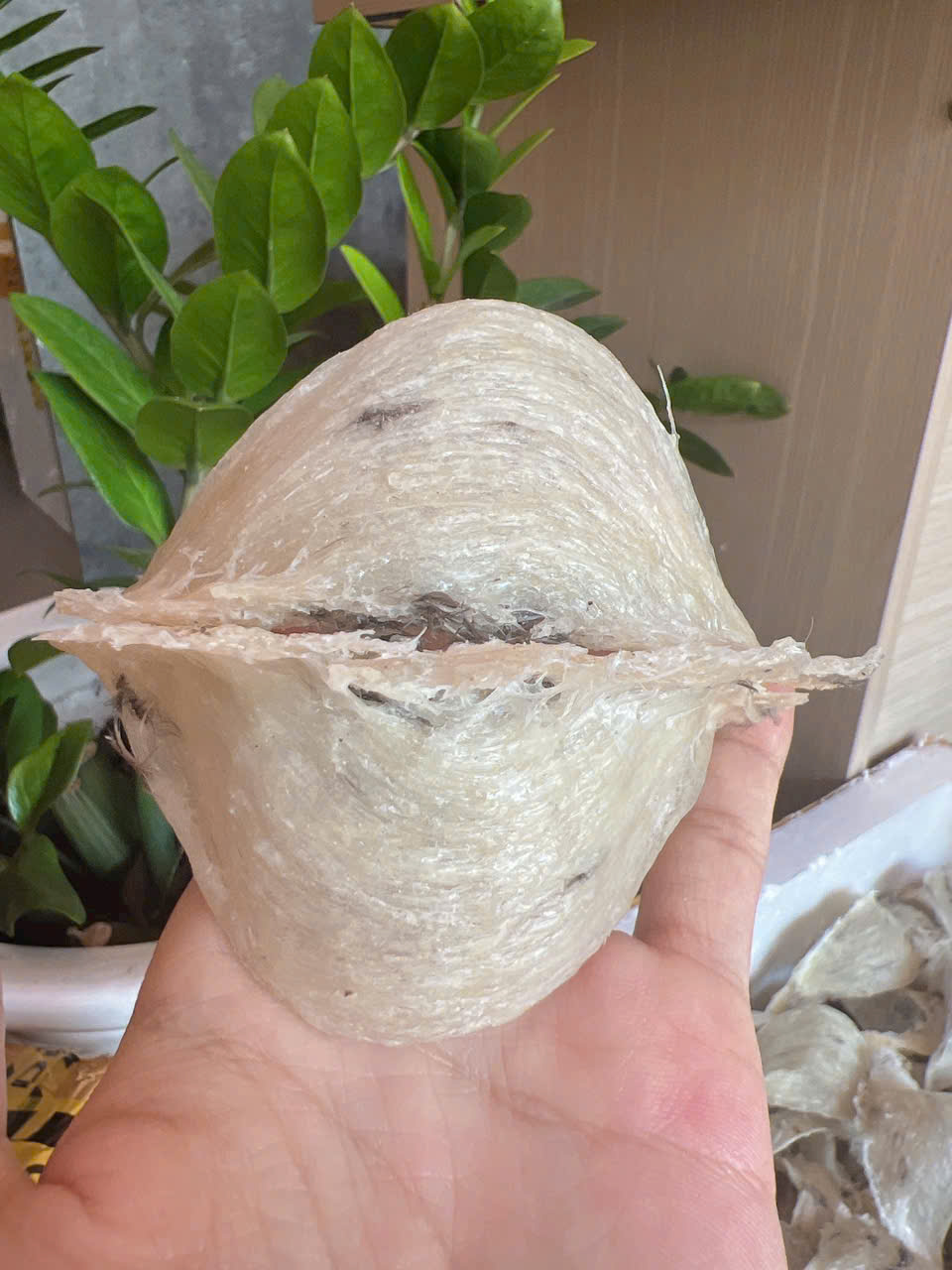 Tổ Yến Thô Loại 1 Là Gì? Quy Trình Nhặt Lông Tổ Yến Đúng Cách