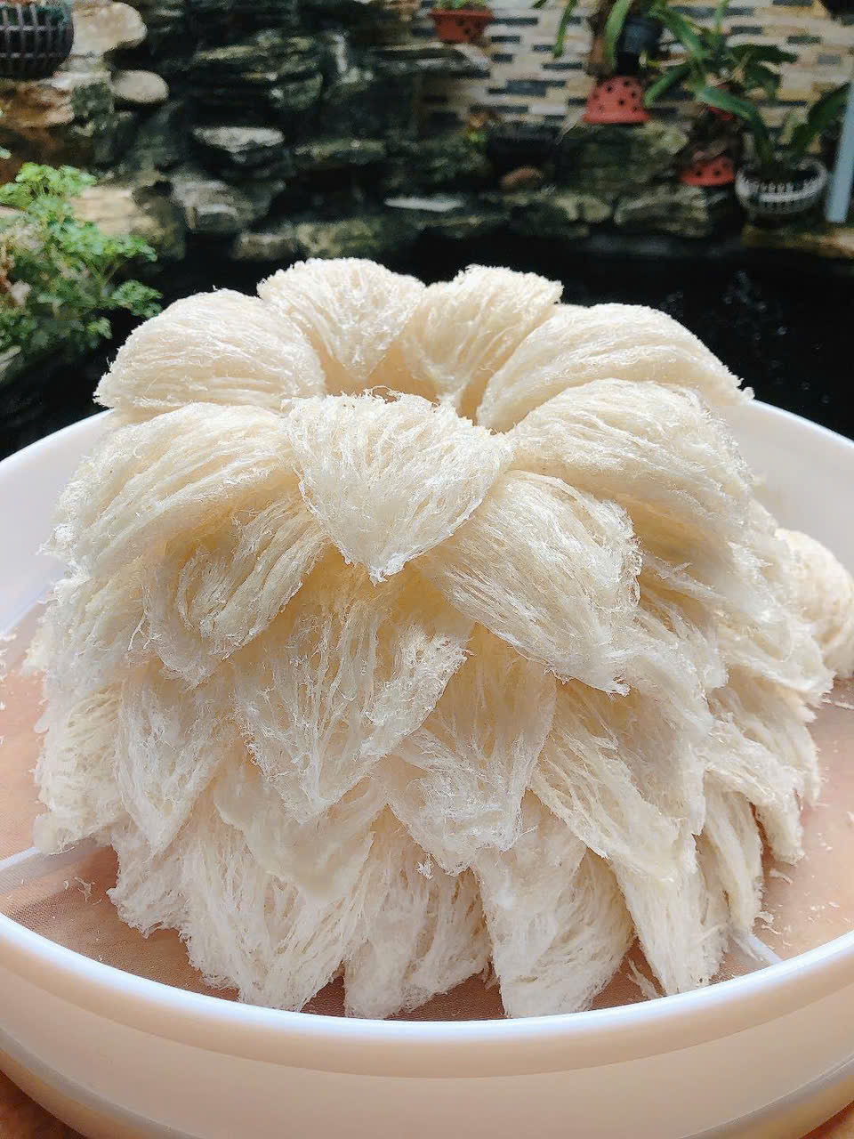 Nên chọn Yến Đảo hay Yến Nhà ?