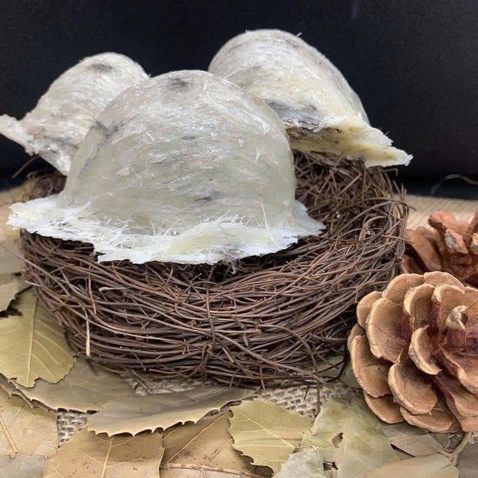 Thức ăn của chim yến là gì ? Tổ yến nuôi trong nhà có tốt không ?