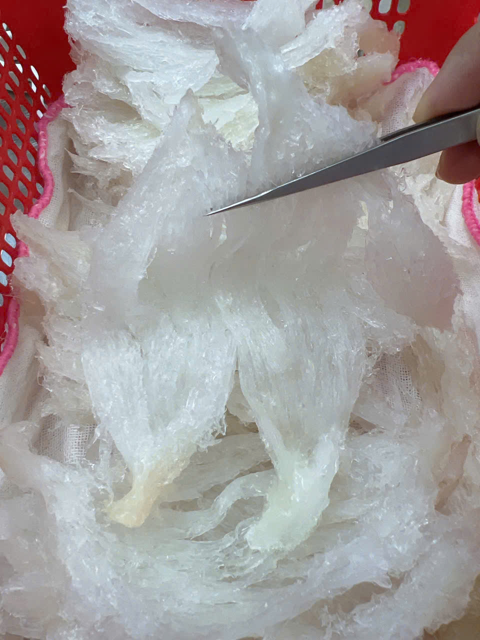 Tổ Yến Thô – Yến Tươi