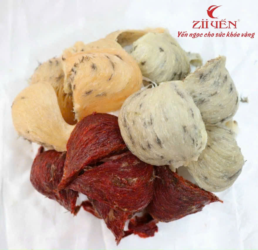 Huyết Yến Là Gì ? Yến Huyết Được Hình thành Như Thế Nào ?