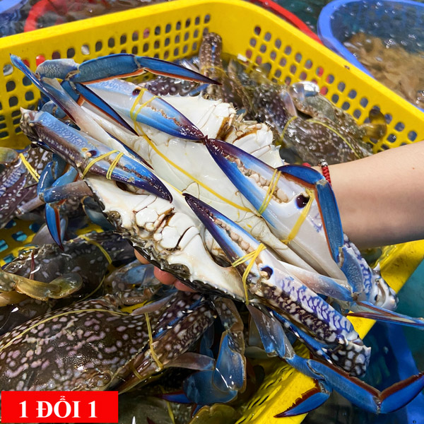 Ghẹ Xanh Sống 5-7 Con/kg