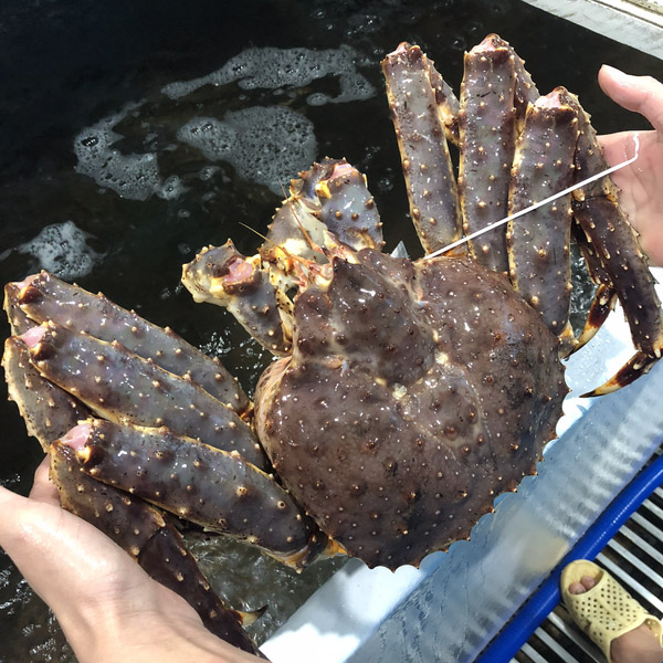 Cua Hoàng Đế - King Crab Đỏ Đực Sống