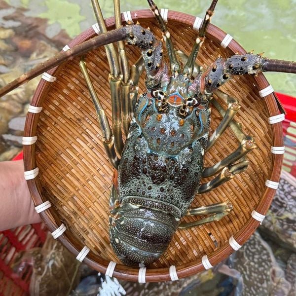 Tôm Hùm Xanh Sống