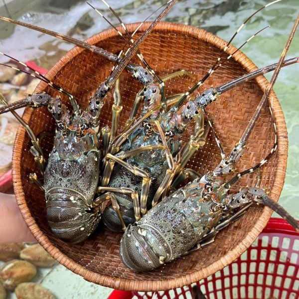 Tôm Hùm Xanh Sống