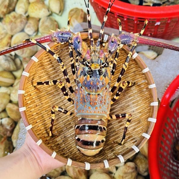Tôm Hùm Bông Sống 500-700g/con
