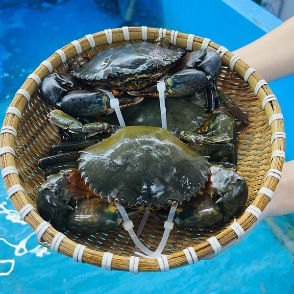 Cua Thịt Cà Mau Sống