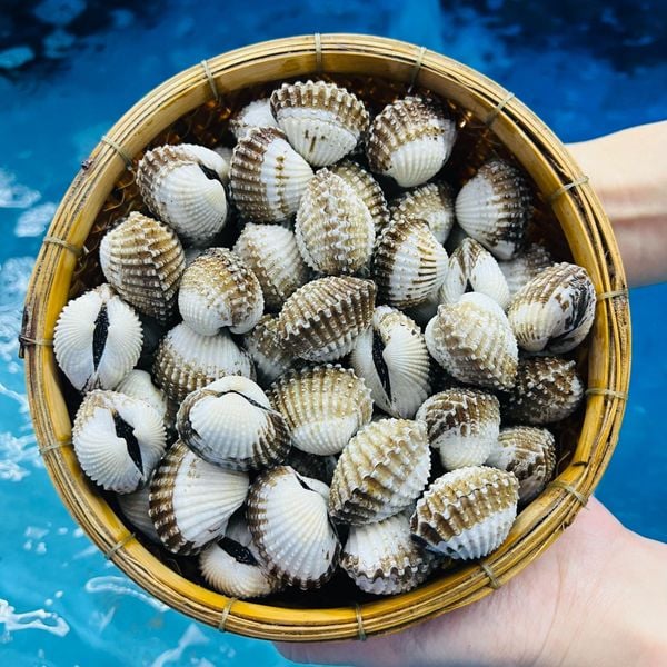Sò Huyết Sống 70-80