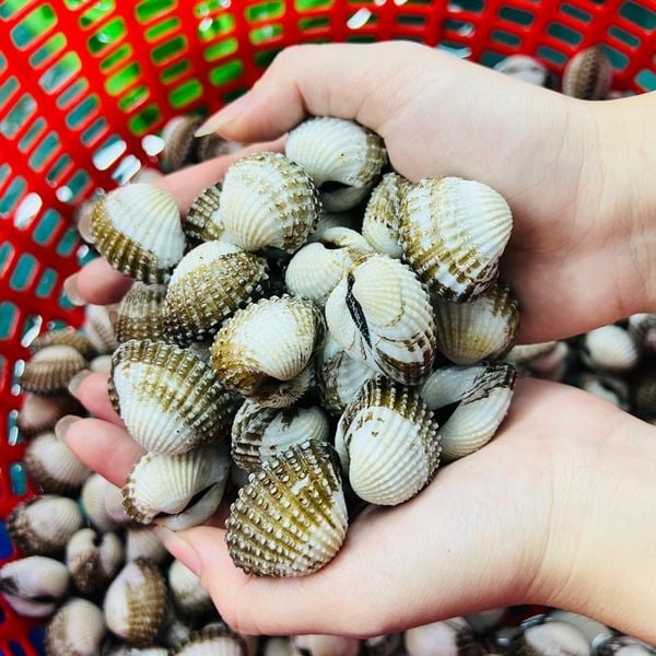 Sò Huyết Sống 70-80