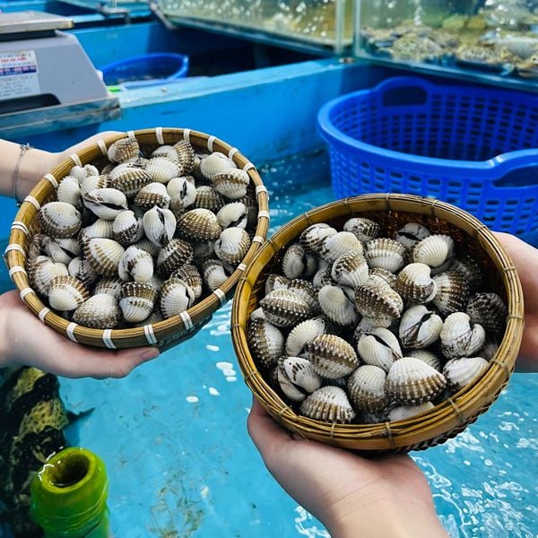 Sò Huyết Sống 70-80