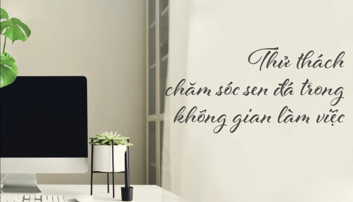 CÁCH CHĂM SÓC CÂY SEN ĐÁ SỐNG TRONG VĂN PHÒNG